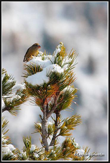 Bec croisé des sapins femelle en hiver